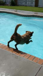 San Juan Dog Jumping into Pool Tarson Pools Syracuse